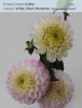 Dahlia -White, Blush, Burgundy *This is a seasonal Flower* 